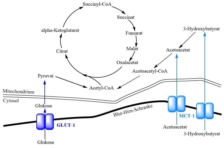 Schema des zerebralen Glukose- und Ketonkörper-Metabolismus.
